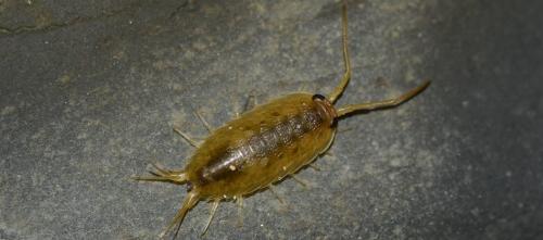 Réf. 347 502 : Ligia oceanica